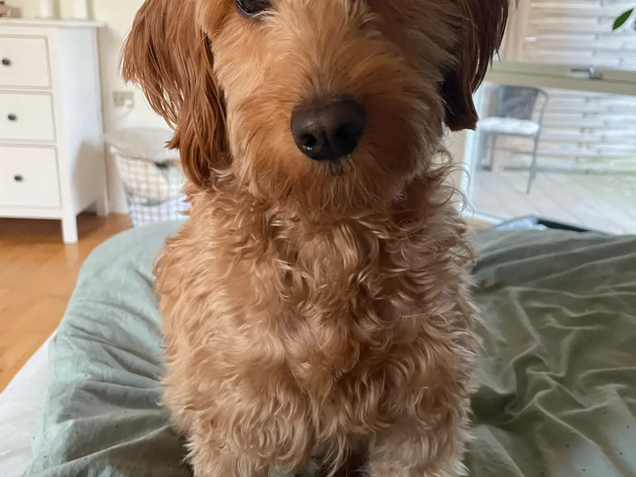 Billede 7 - Søde Labradoodle hvalpe