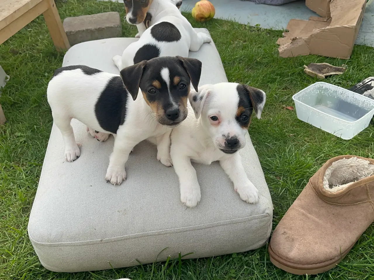 Billede 9 - Jack Russel hvalpe med stamtavler, glathårede