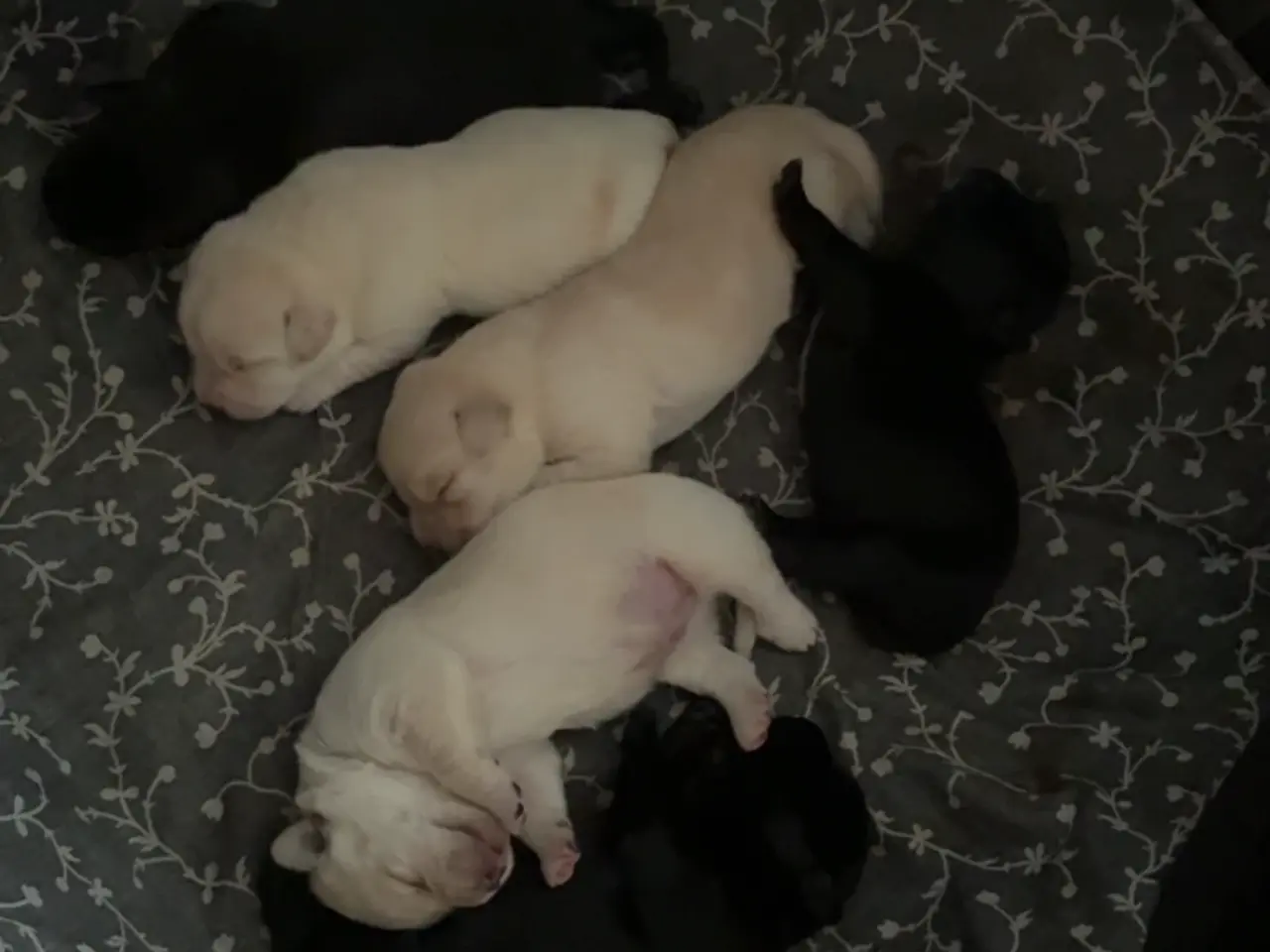 Billede 3 - 🐶 Labrador/Samojede blandingshvalpe – klar 6. okt