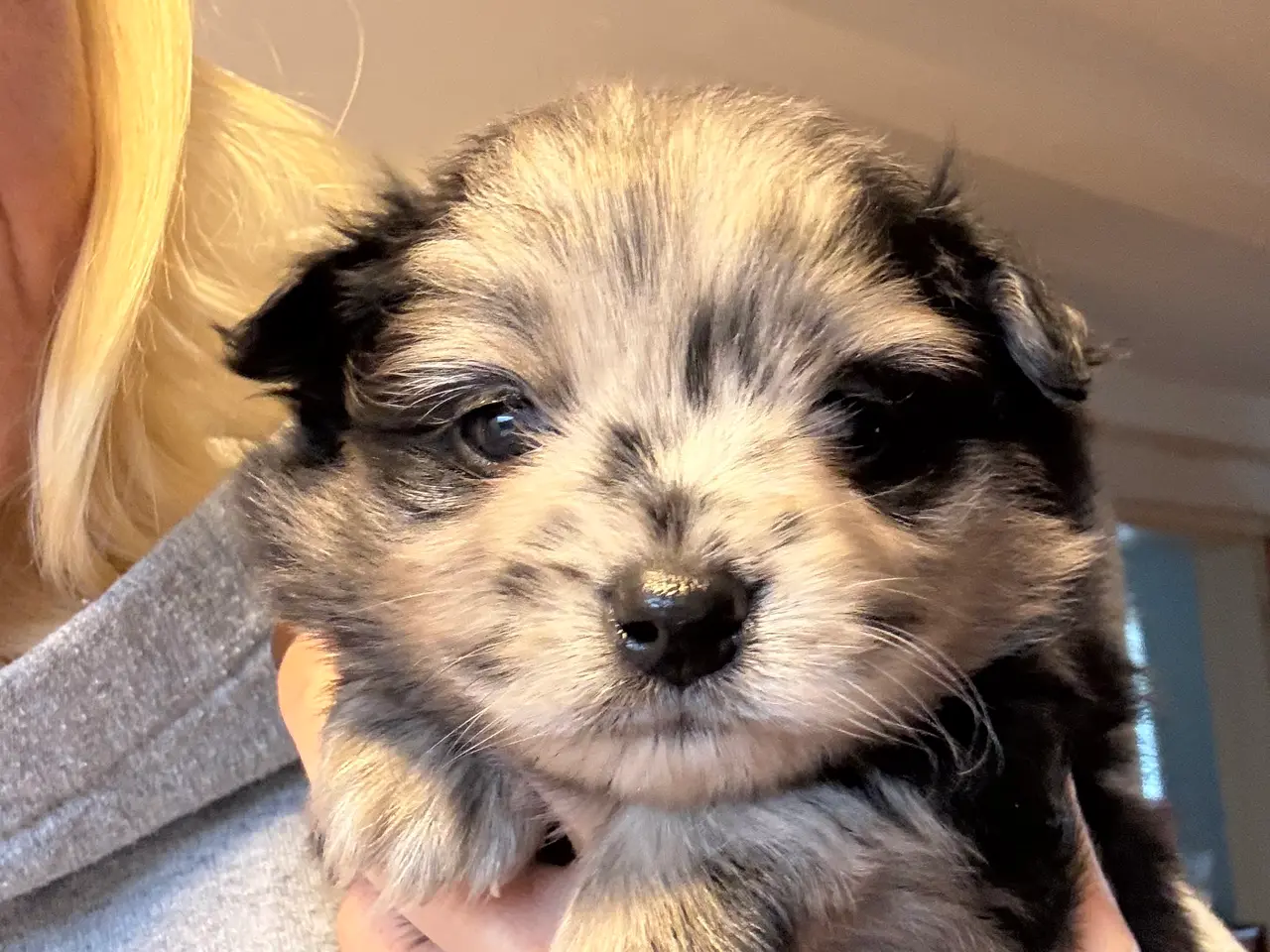 Billede 1 - Pomeranian 75% chihuahua 25%