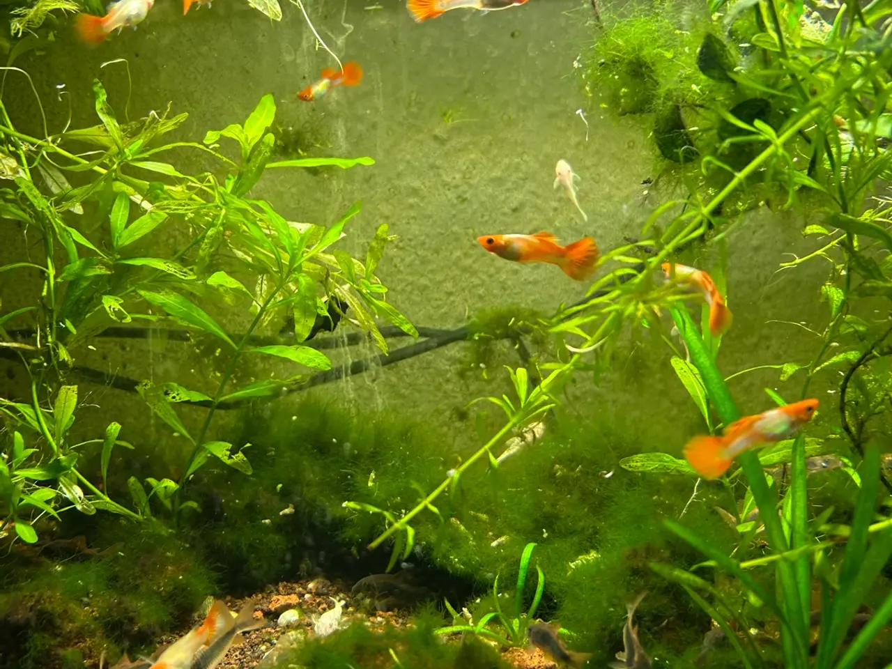 Billede 8 - 🐠❤️ Rednose Koi Guppy Par | Hvid Krop & Rød Hale