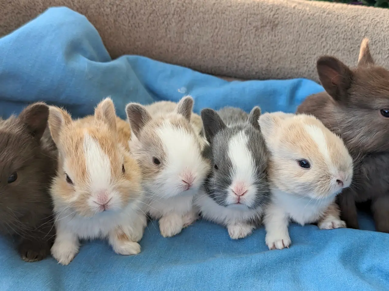 Billede 20 - Ægte Hermelin Kaninunger Sælges!