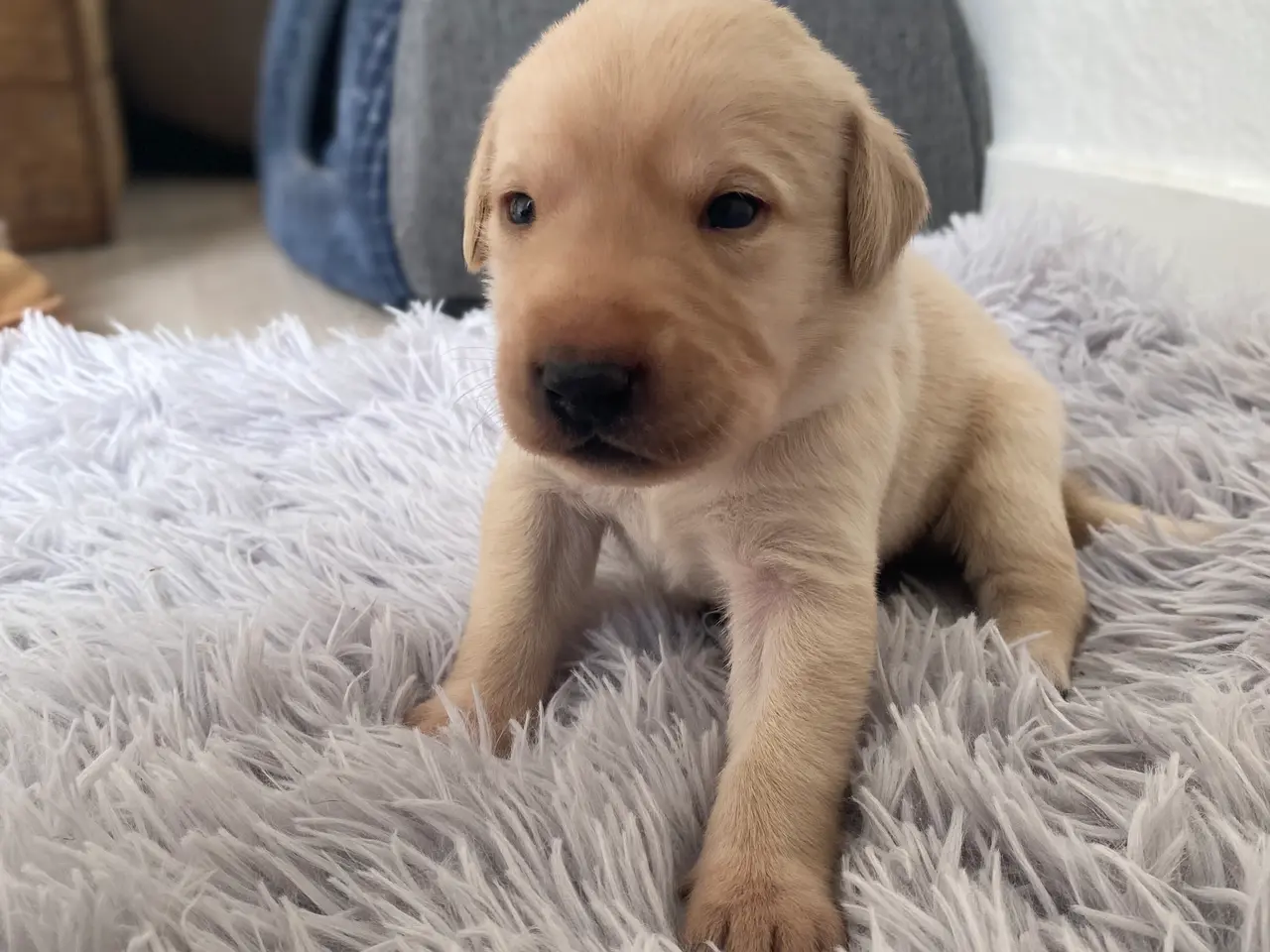 Billede 5 - Labrador hvalpe 