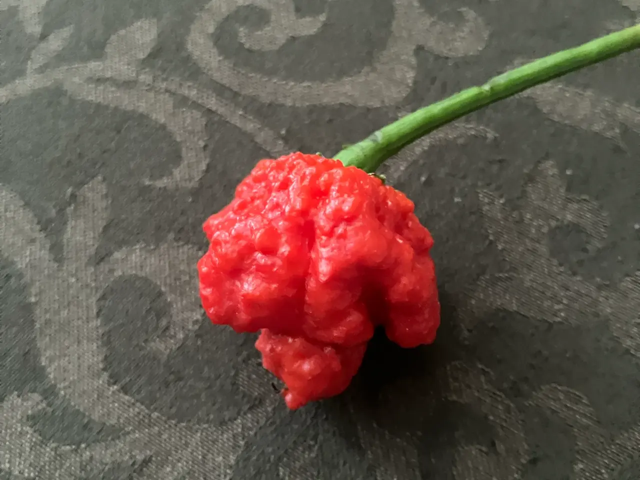 Billede 1 - Chili frø + zip poser til frø