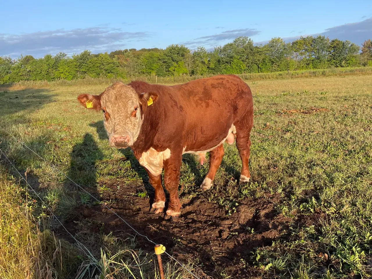 Billede 2 - Avlstyr Hereford
