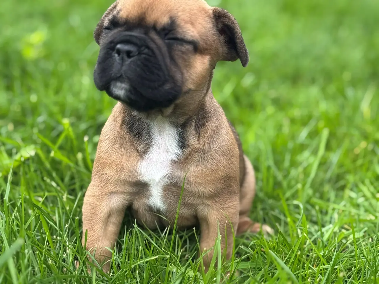 Billede 7 - Fransk Bulldog-hvalp søger hjem