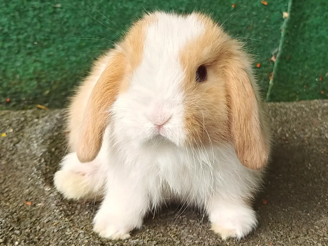 Billede 7 - Minilop