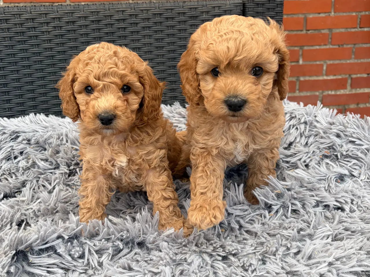 Billede 17 - 2 smukke Cavapoo drenge