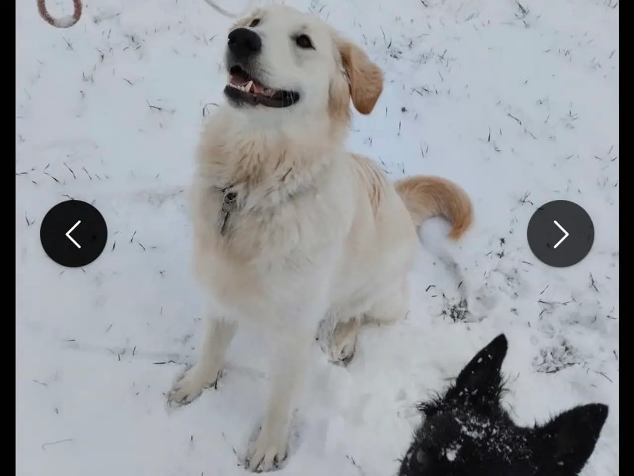 Billede 10 - Golden Retriever hvalpe 