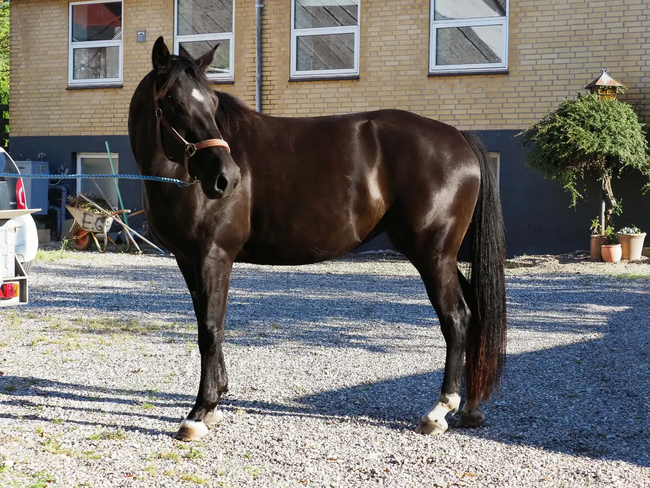 Billede 4 - Smuk 3 års hoppe