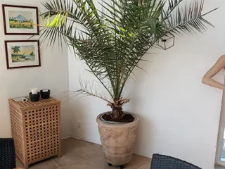 Daddelpalme (Phoenix Canariensis) i krukke.