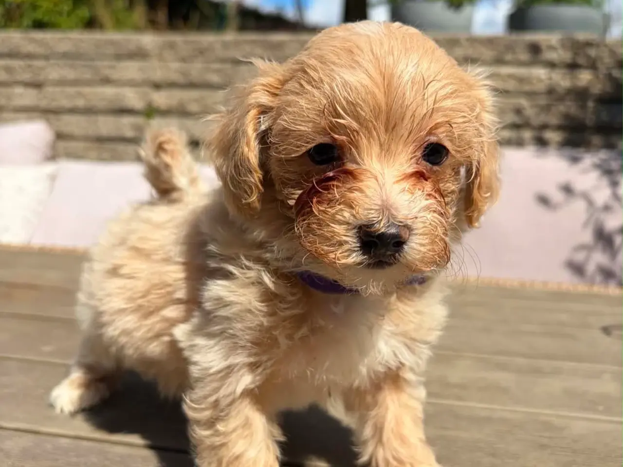 Billede 8 - Maltipoo salgsklar 8 uger fredag