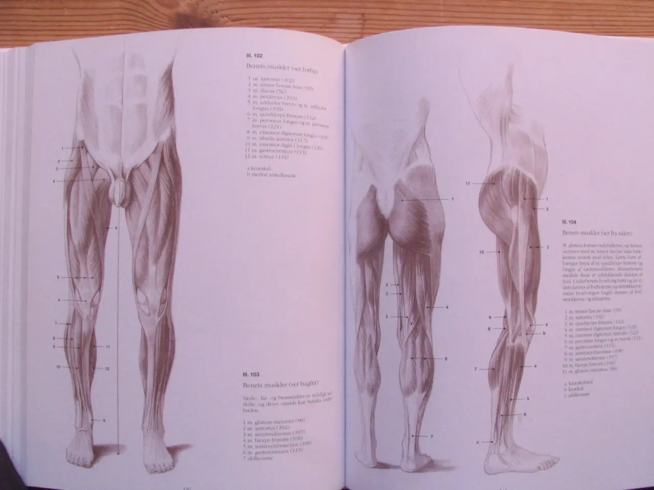 Billede 5 - Anatomisk tegnelære Menneske