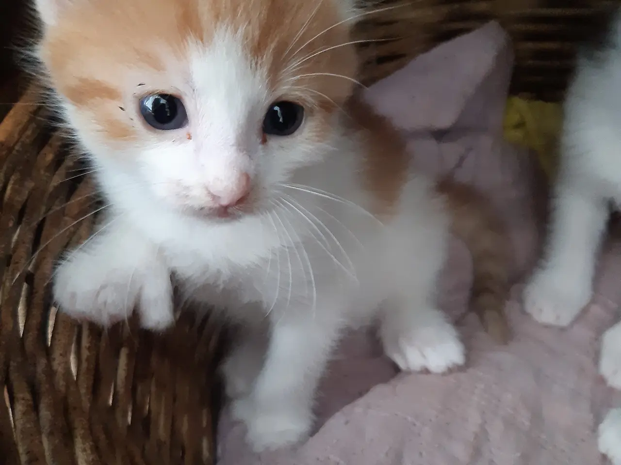 Billede 3 - Skønne Maine Coon Blandinger