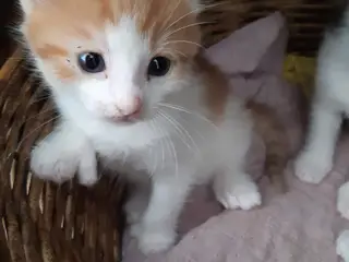 Skønne Maine Coon Blandinger