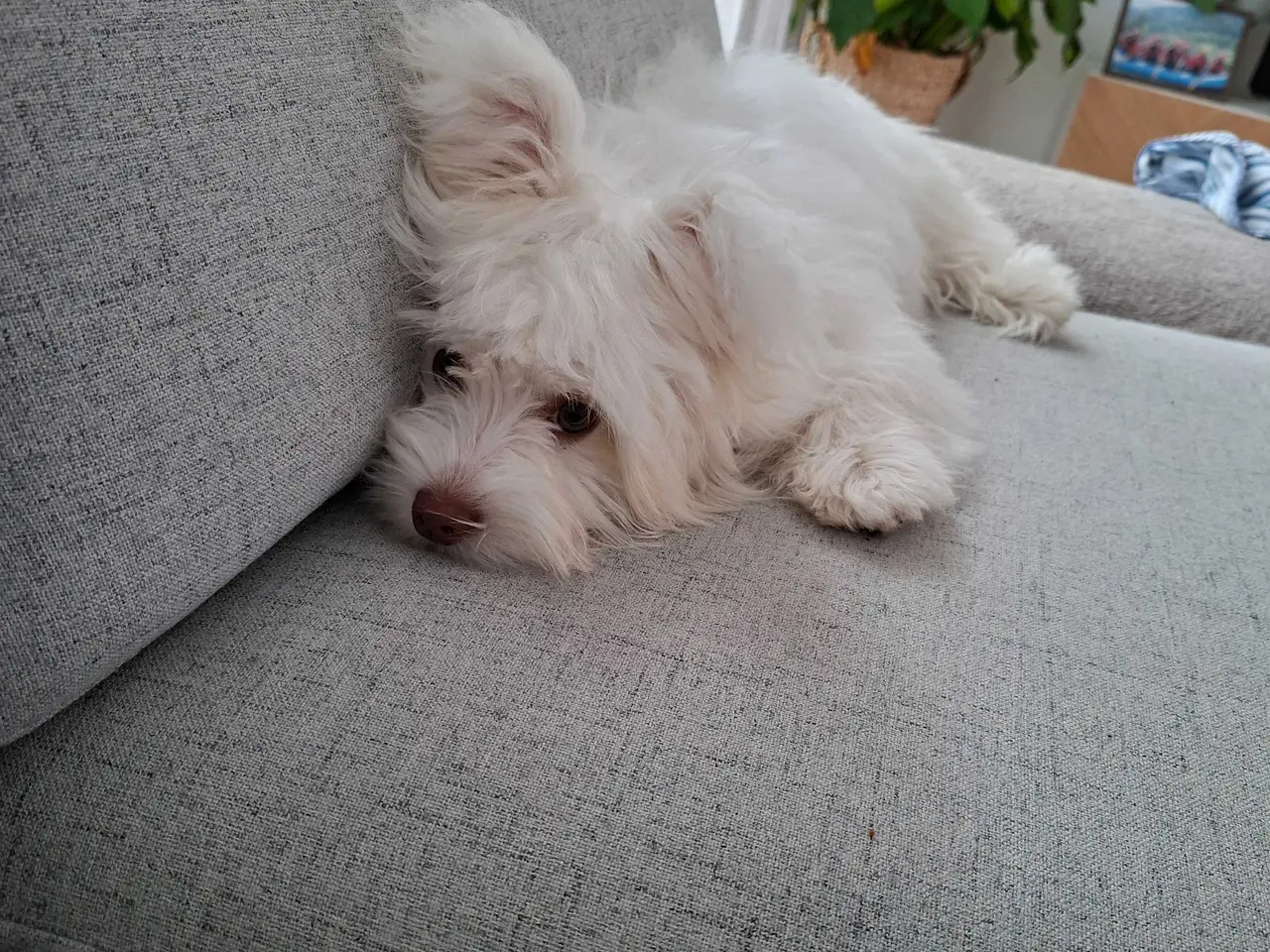 Billede 7 - Bichon havanaise