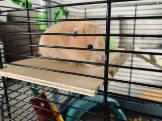 Guldhamster til salg