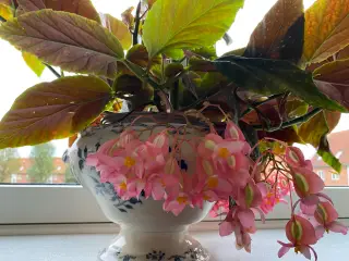 Angel Wing Begonia med lyserøde blomster