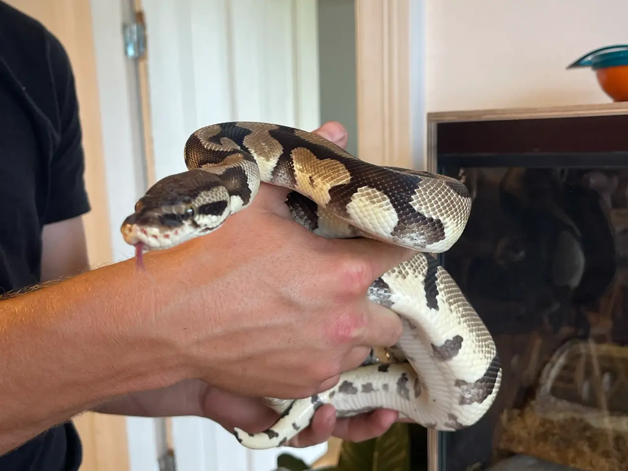 Billede 1 - KongePython dame sælges
