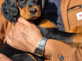 Locky søger ny familie