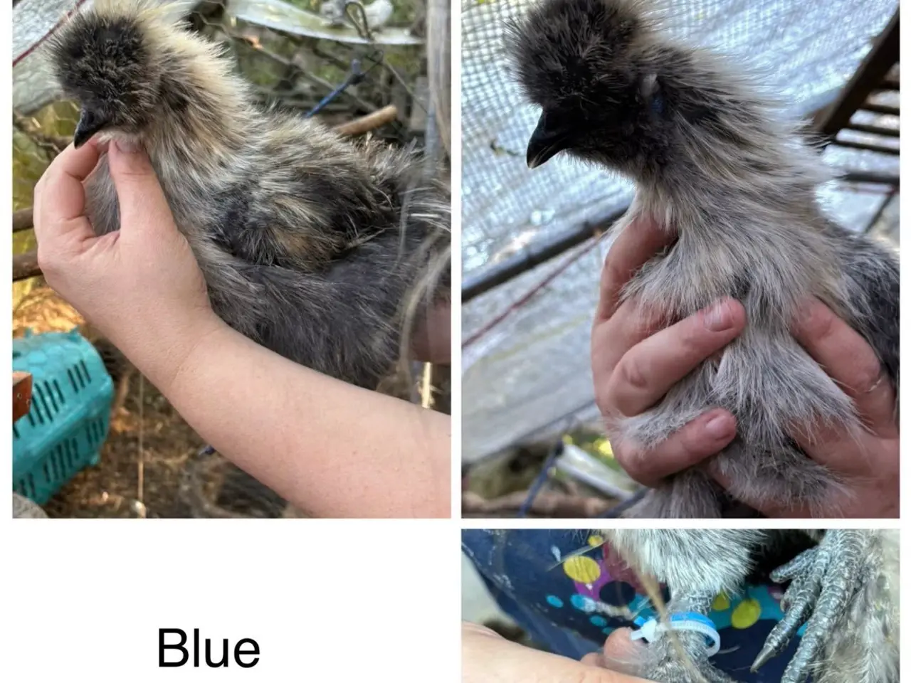 Billede 8 - Silkiehaner GRATIS / Silkie roosters FREE