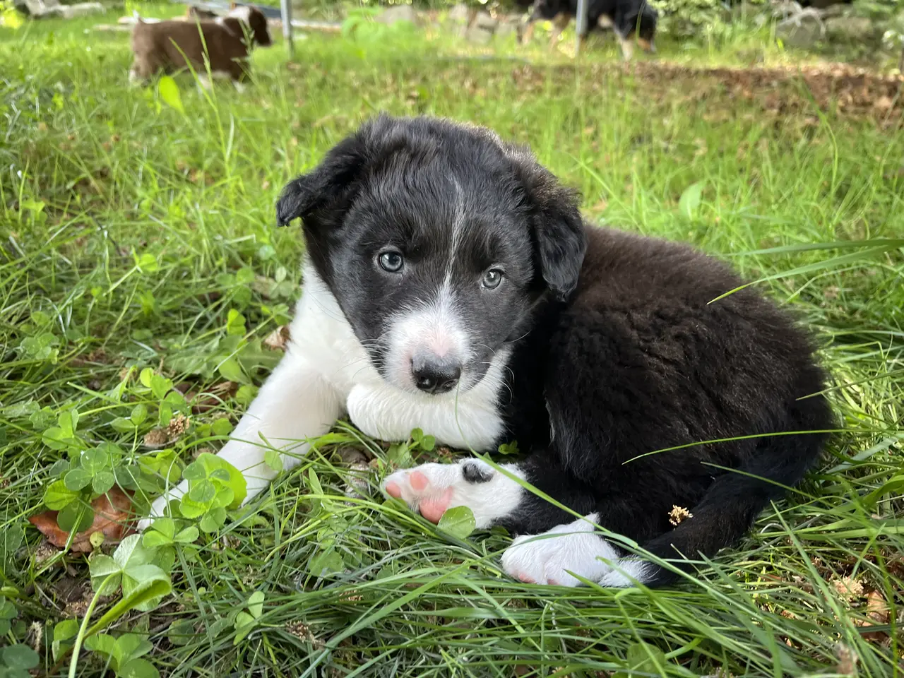 Billede 3 - Border Aussie hvalpe