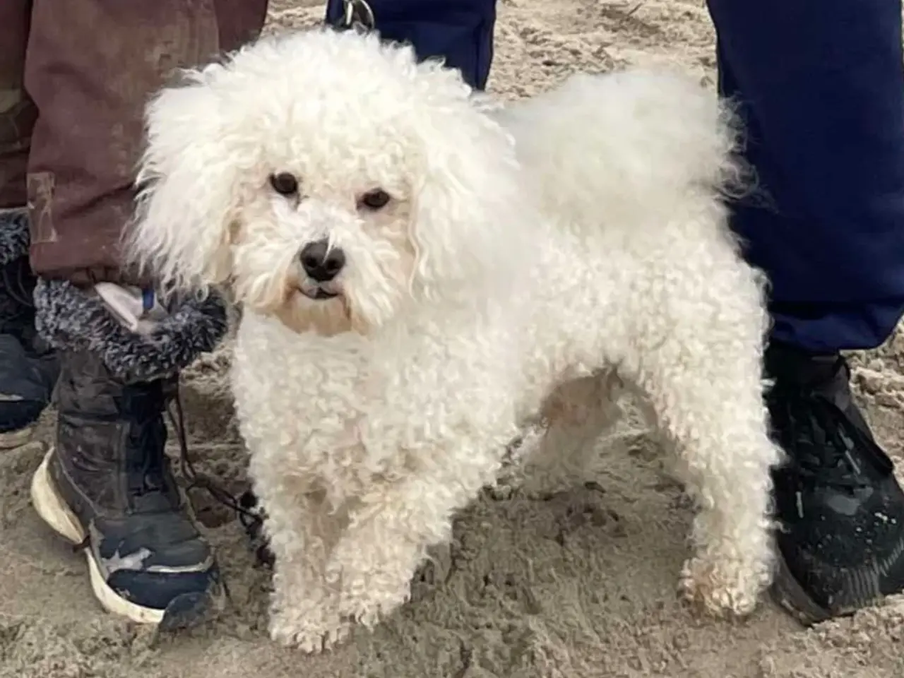 Billede 4 - Bichon frise tilbydes til avl. 