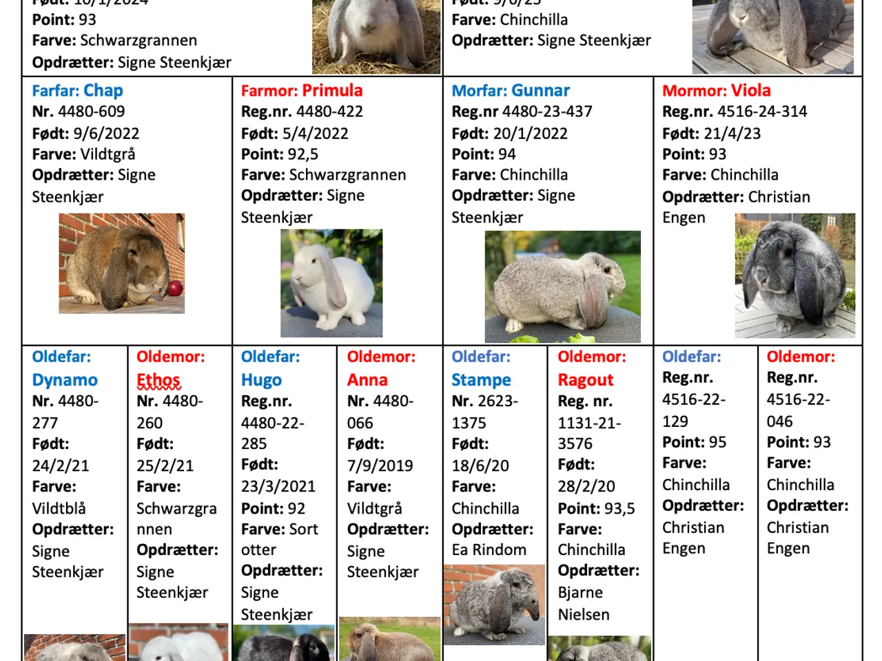 Billede 1 - FRANSK VÆDDER HAN CHINCHILLA
