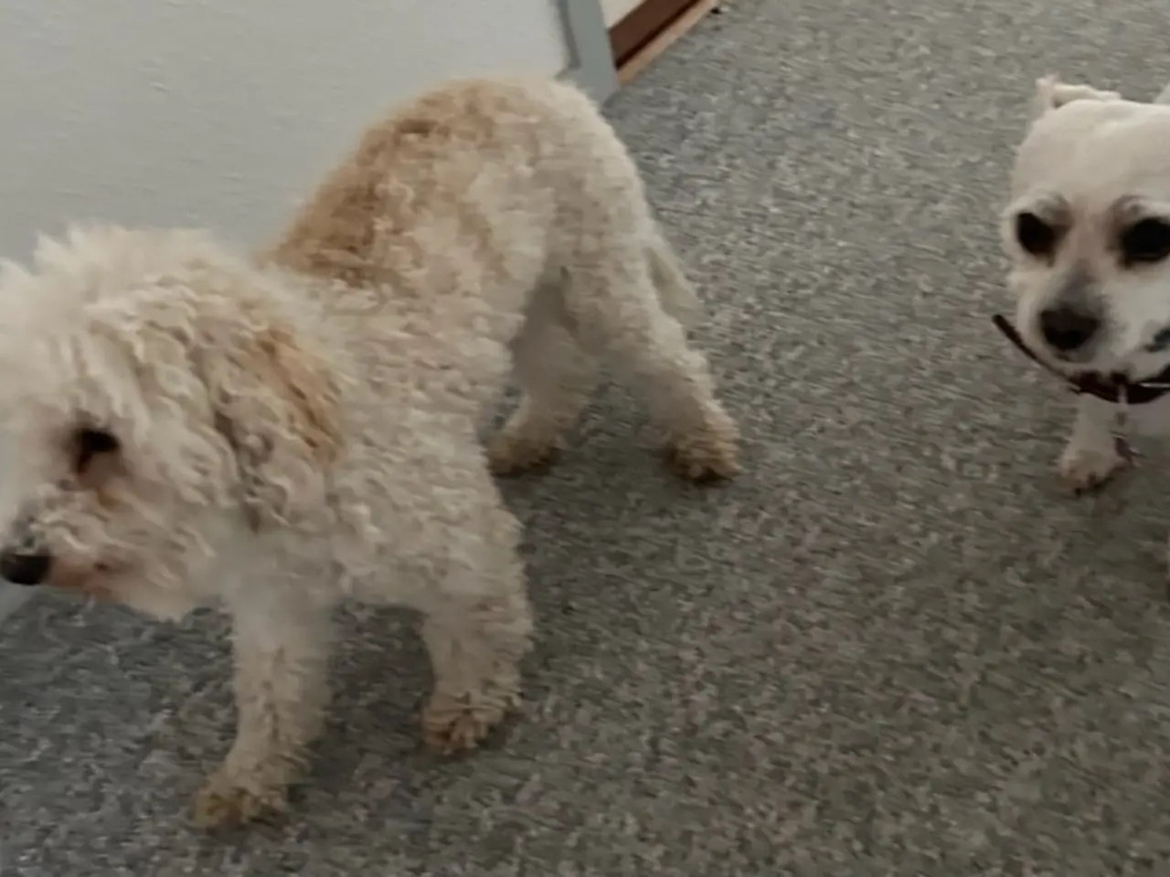 Billede 19 - Maltipoo hvalpe 