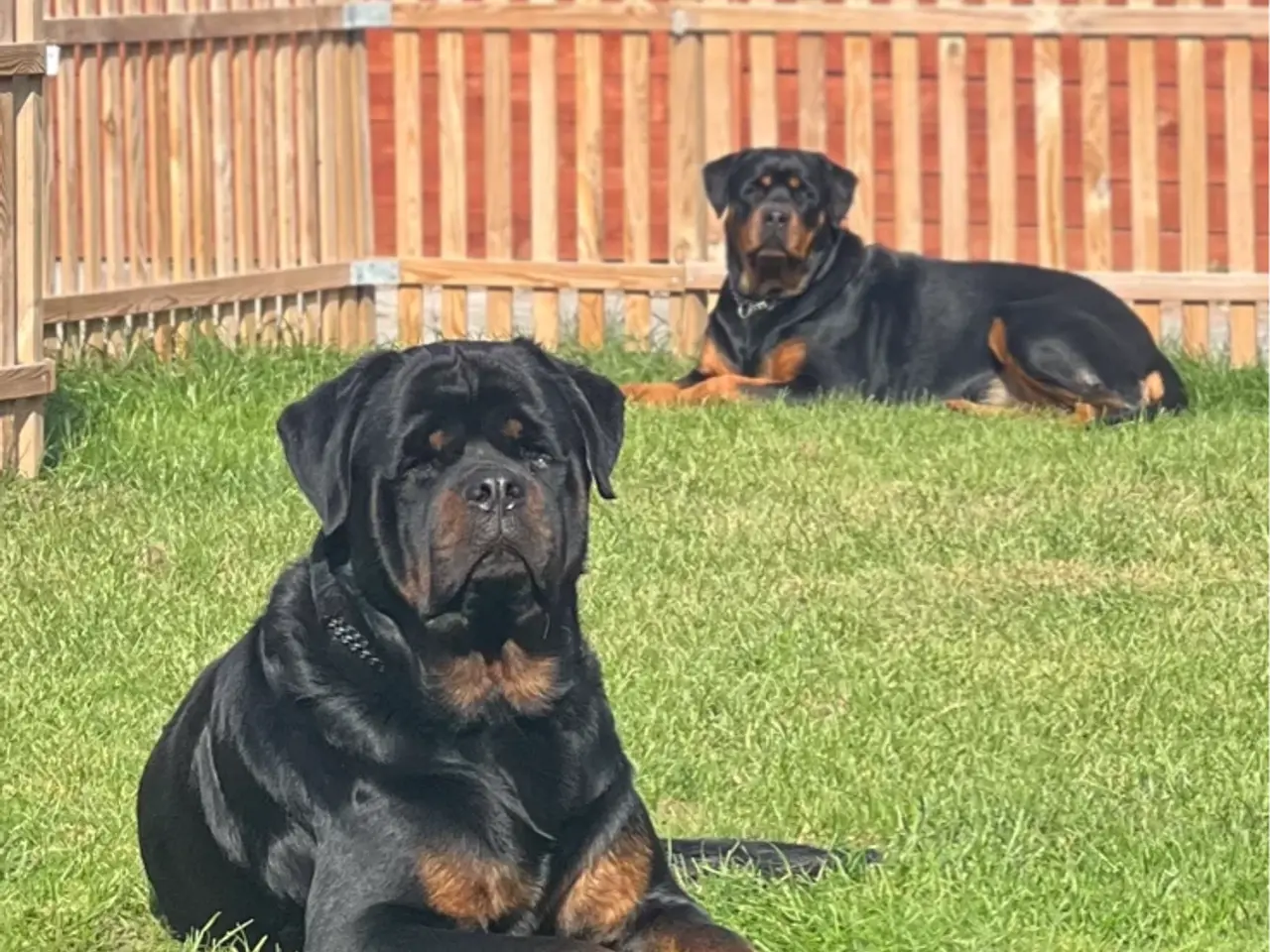 Billede 12 - 7 store rottweiler hvalpe 