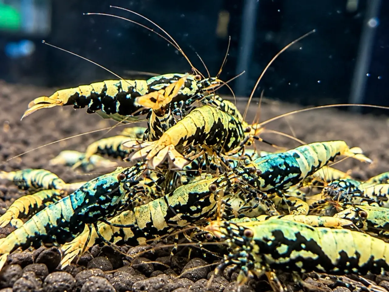 Billede 6 - Flotte Caridina Galaxy Fishbone Rejer