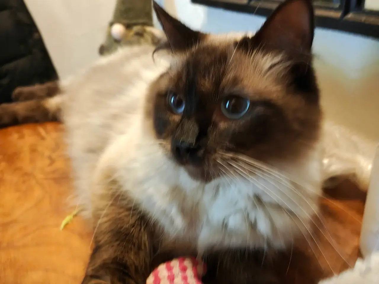Billede 2 - Ragdoll hun'ung,kat fra d.28-3-25