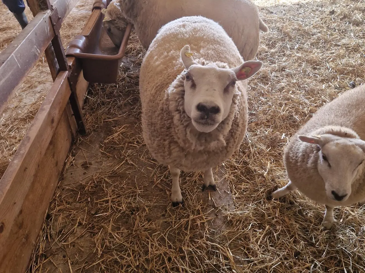 Billede 1 - Meget god texelgimmer og vædderlam sælges M3