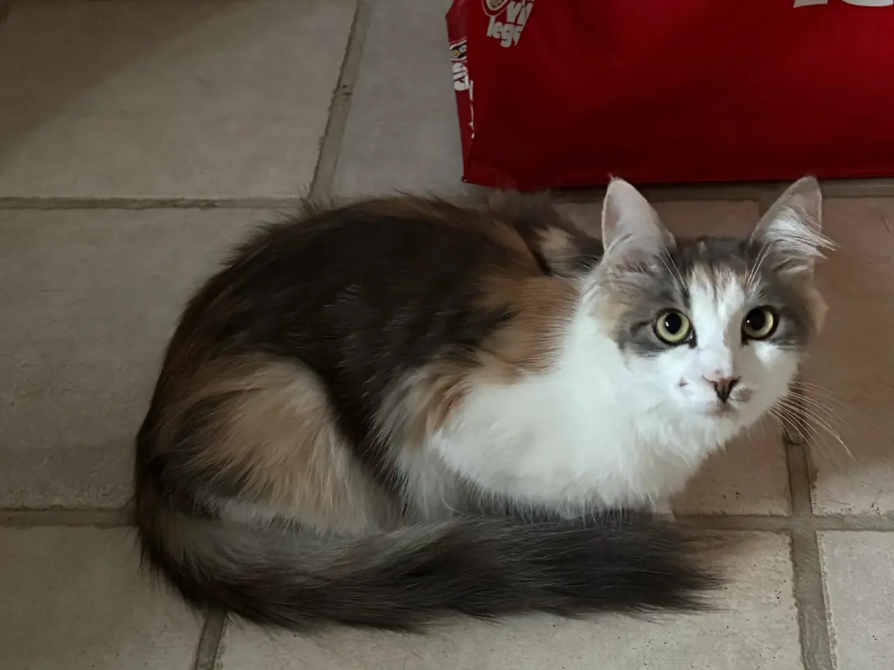 Billede 13 - 5 Maine coon blandings killinger