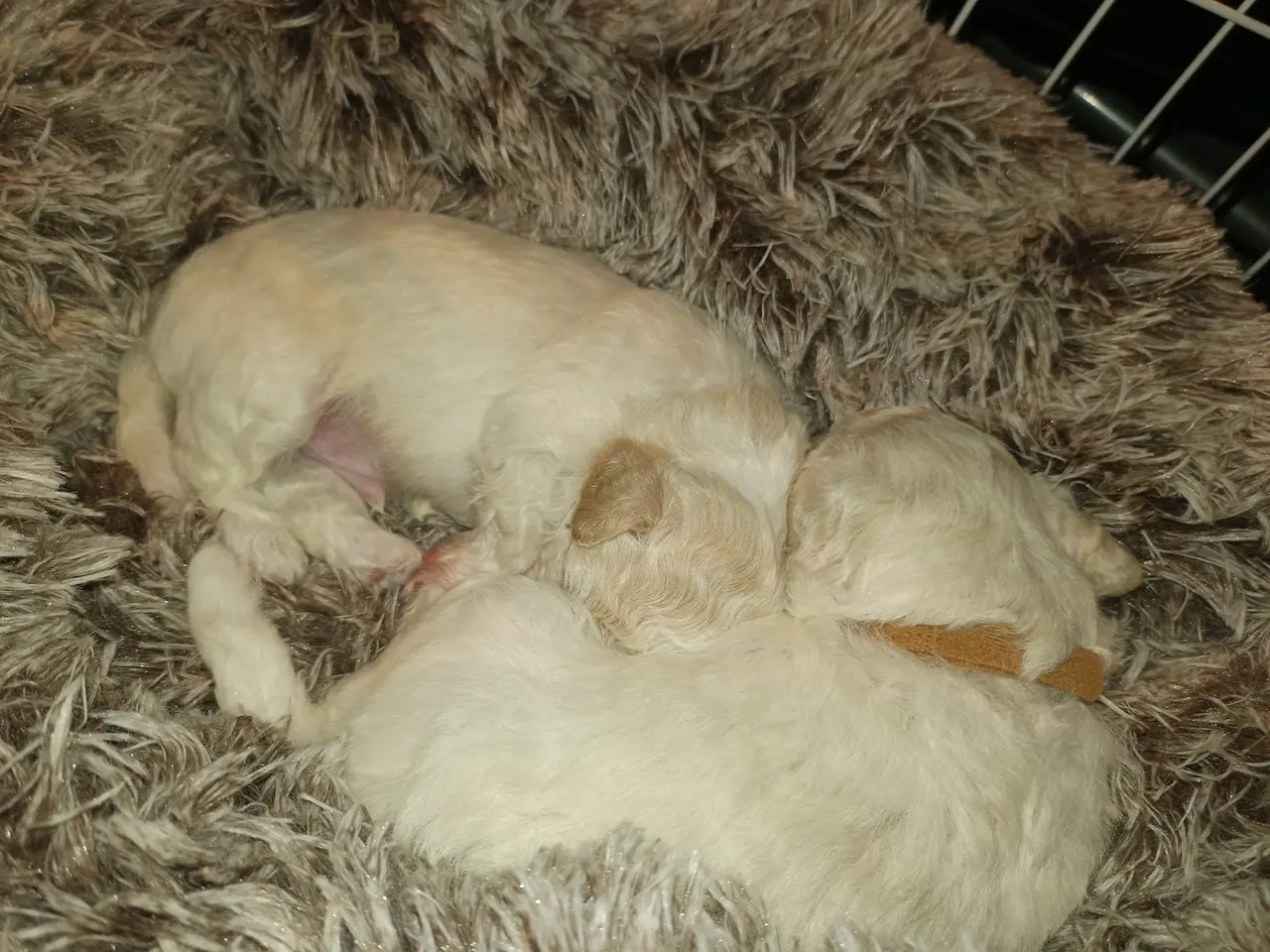 Billede 5 - Maltipoo hvalpe 