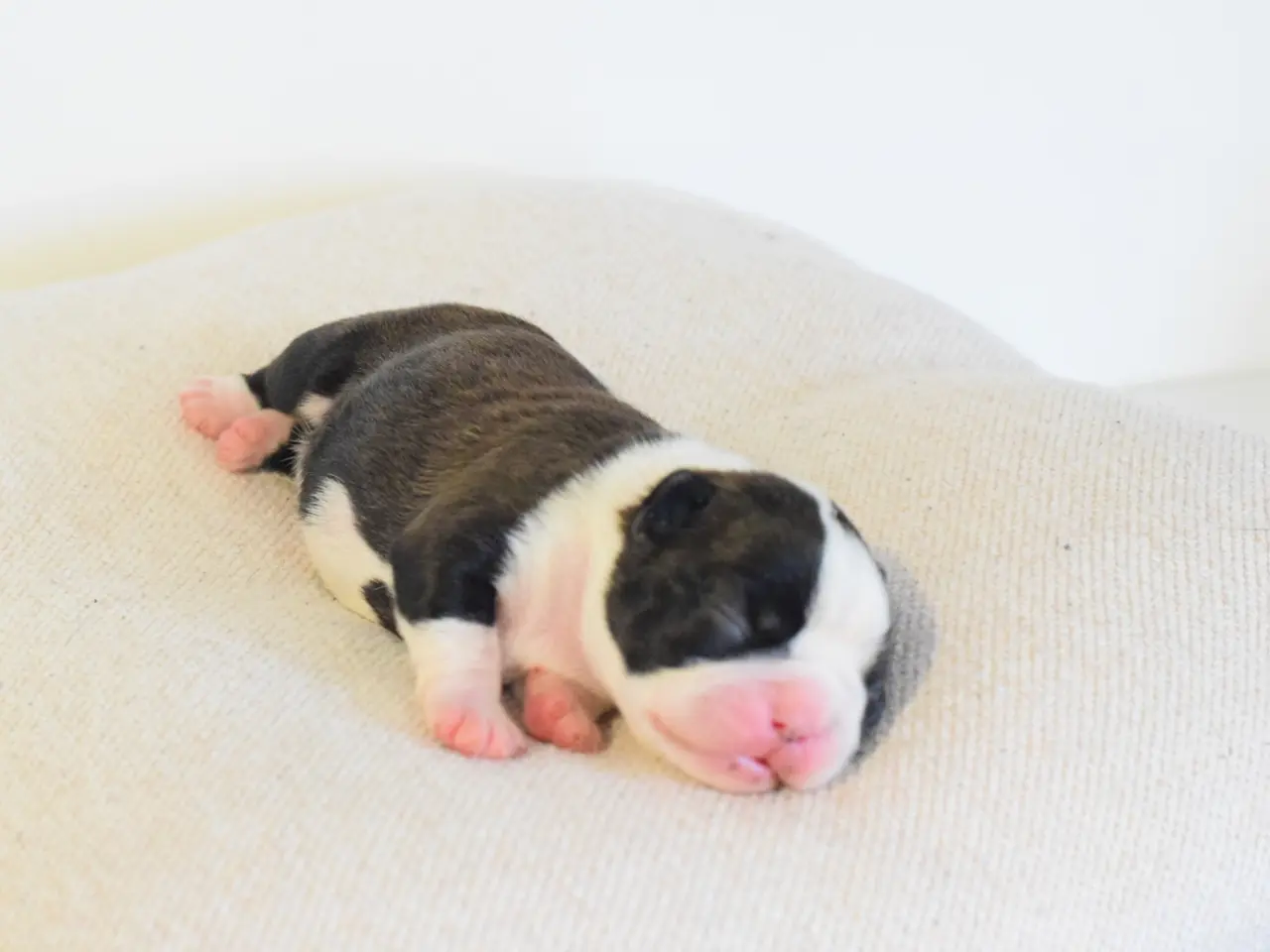Billede 2 - Boston terrier 