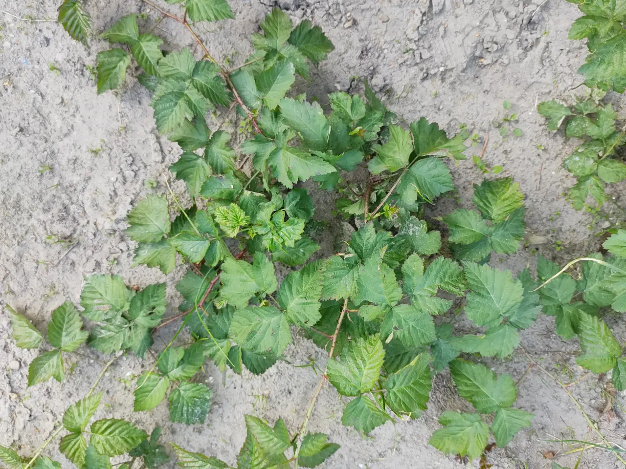 Billede 3 - Boysenbær planter