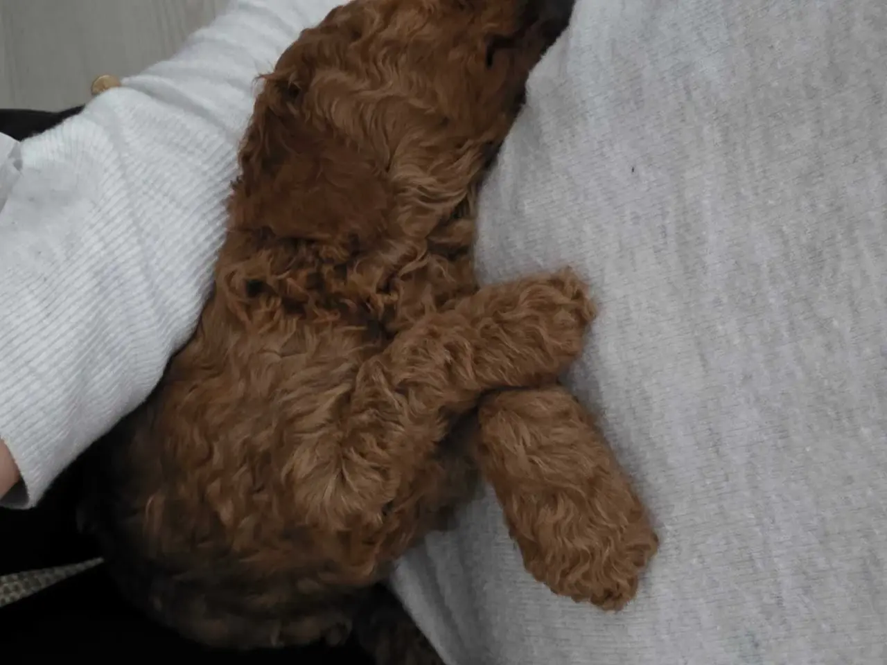 Billede 5 - Cockapoo F1B 