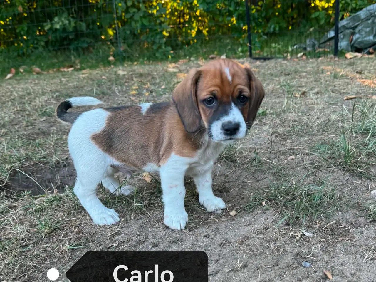 Billede 2 - Amerikansk cockerspaniel blanding 