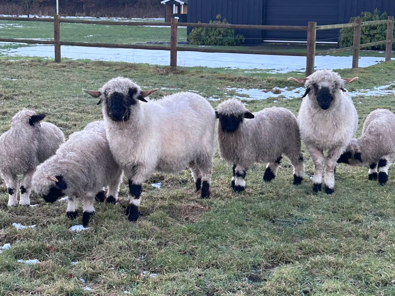 Billede 3 -  Blacknose flok sælges til rette hjem 