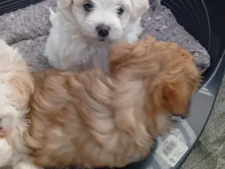 bichon havanesse hvalpe