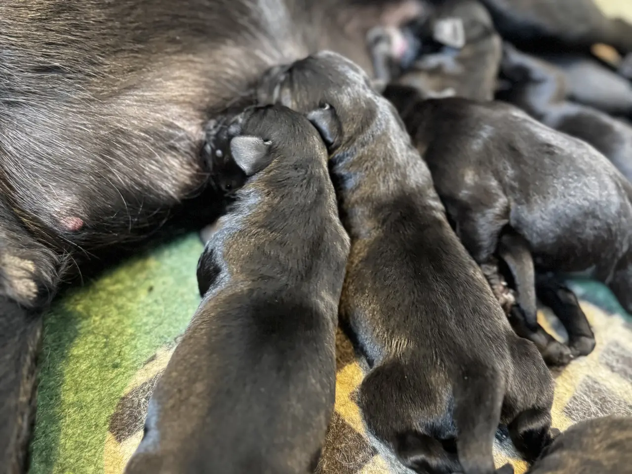 Billede 4 - F1 labrador hvalpe! Med stamtavle