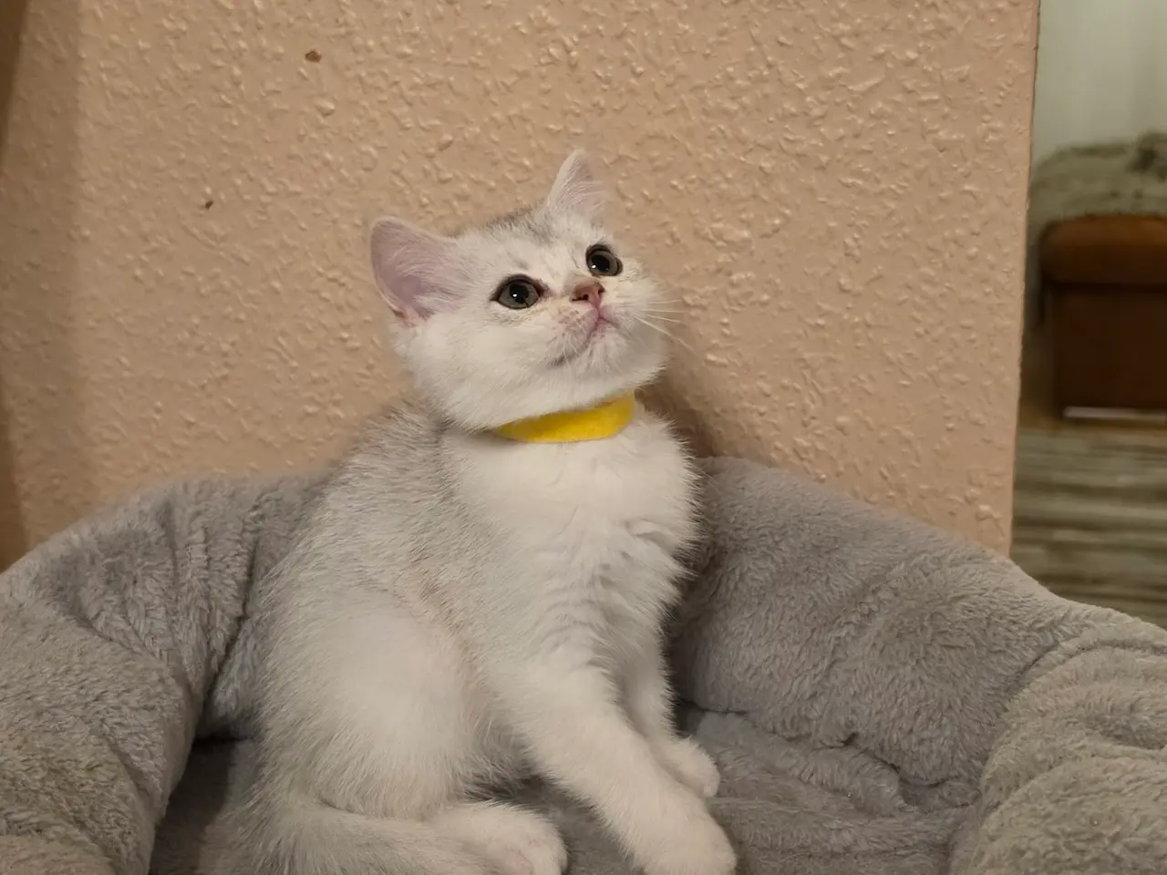 Billede 13 - 🐾❤️ Skønne killinger søger kærlige hjem ❤️🐾