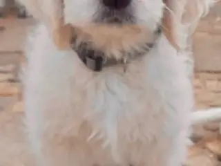 Golden DOODLE - 2 drenge-hvalpe - 4