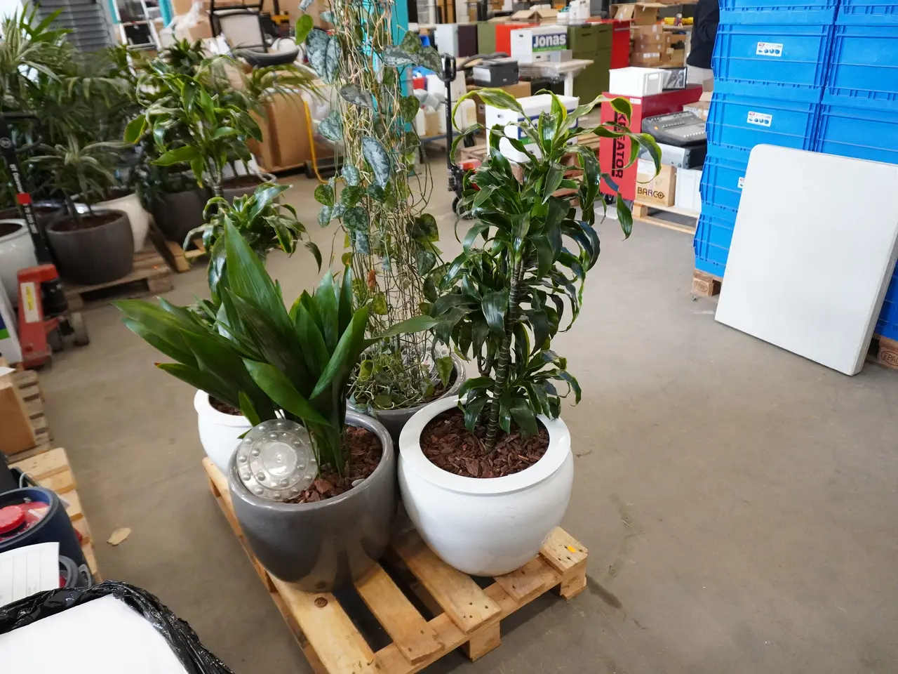 Billede 2 - Palle med div. planter i krukker
