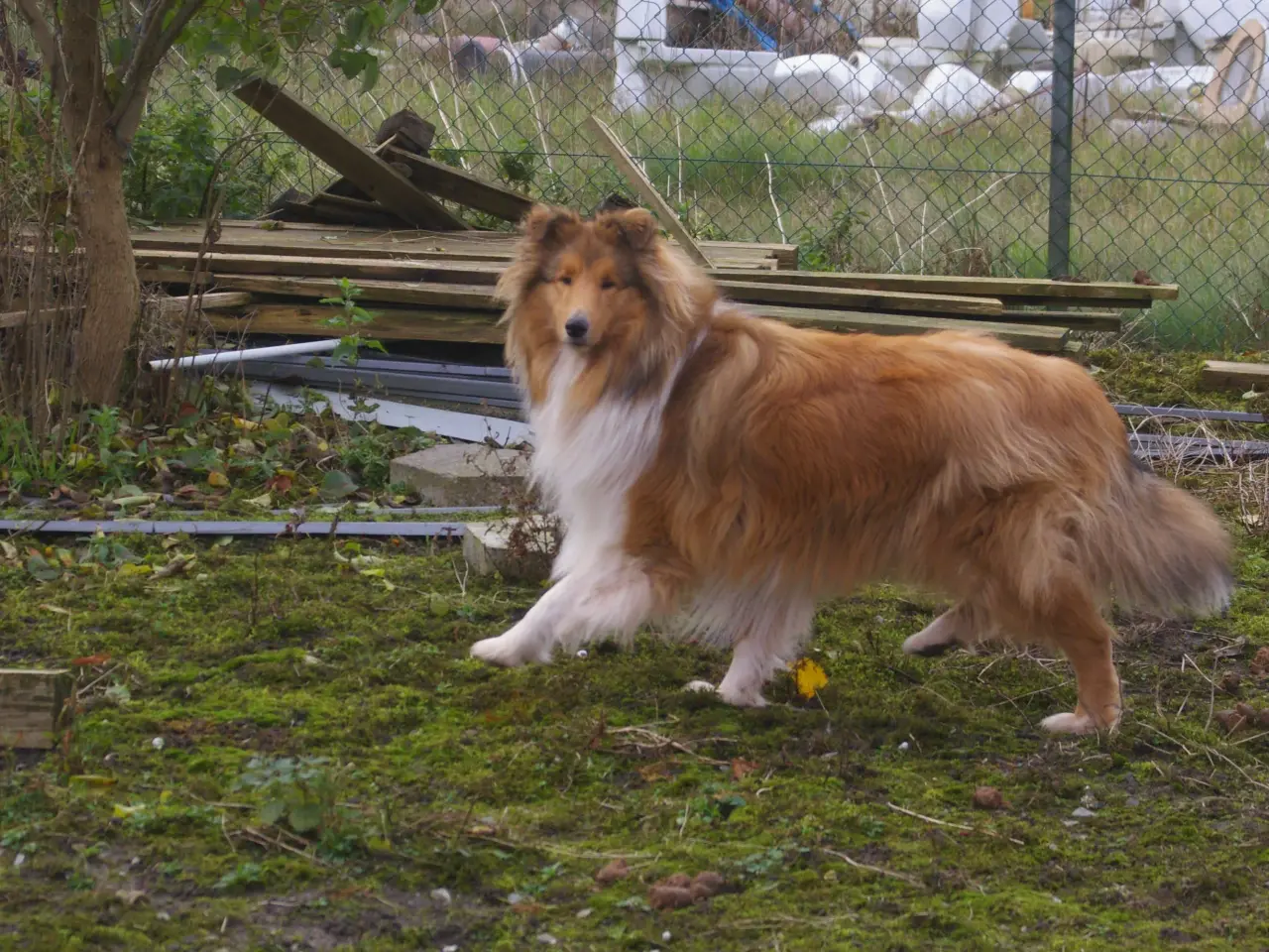 Billede 4 - collie tilbydes til parring