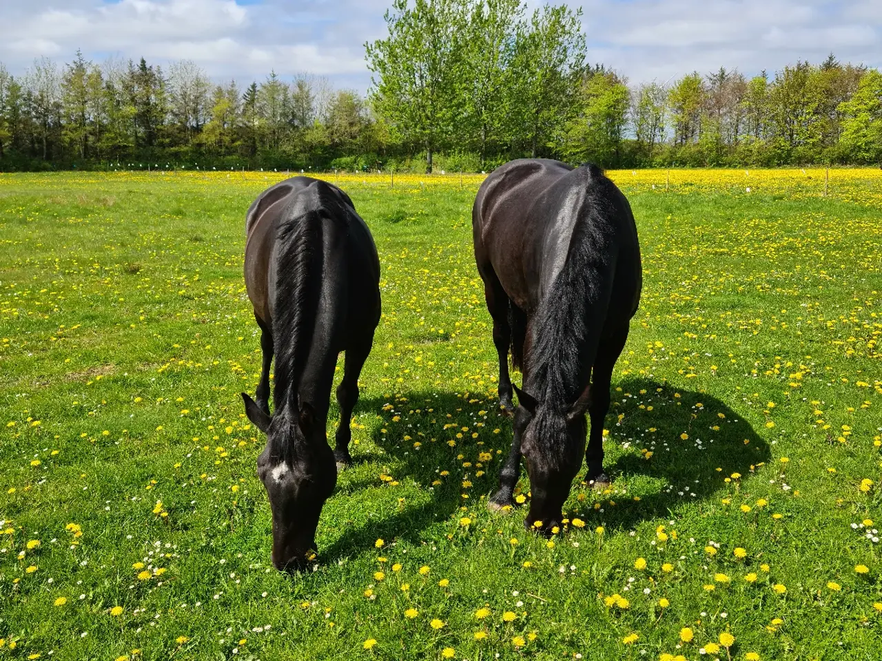 Billede 4 - Oldenborg/ dv blanding.  