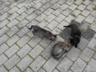 5 Kattekillinger 