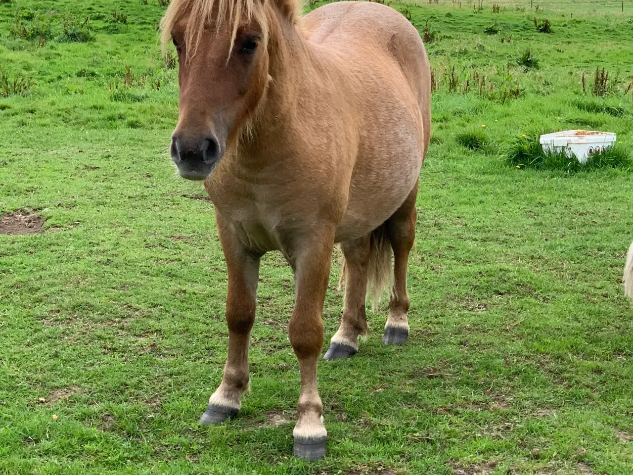 Billede 1 - Shetlandspony