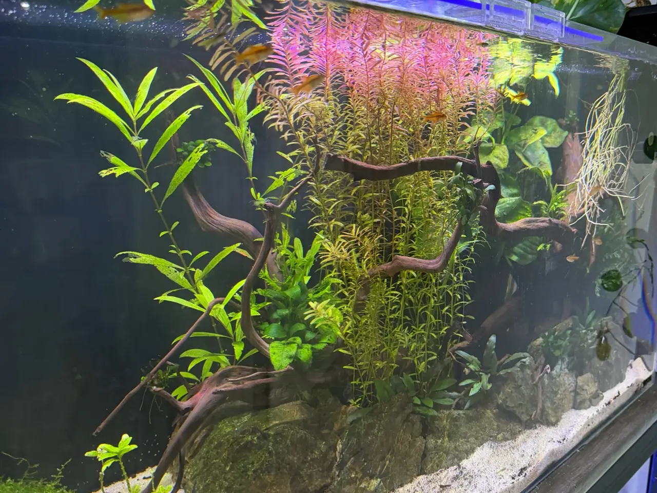 Billede 2 - Aquael Opti Tank 80 - 112L